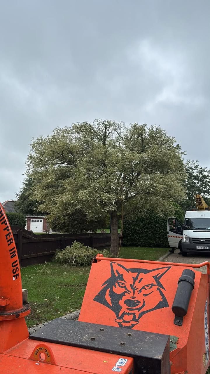 Vale Tree Surgeons LTD