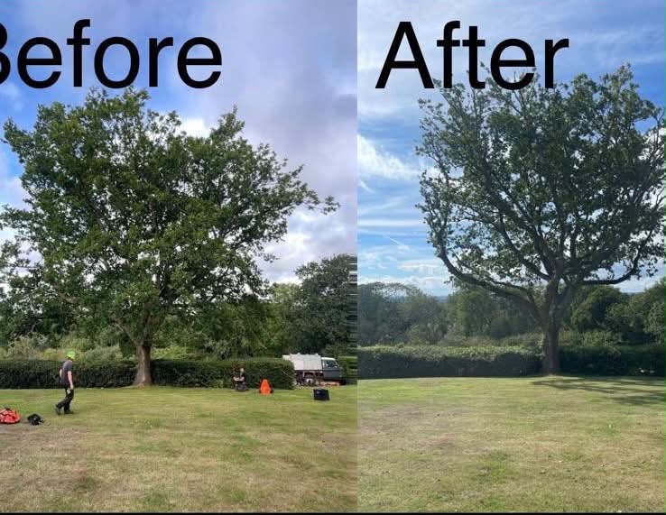 Vale Tree Surgeons LTD