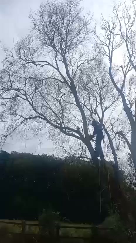 Vale Tree Surgeons LTD