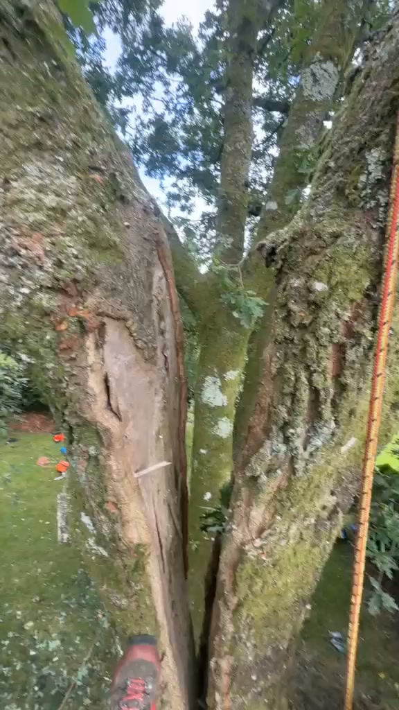 Vale Tree Surgeons LTD