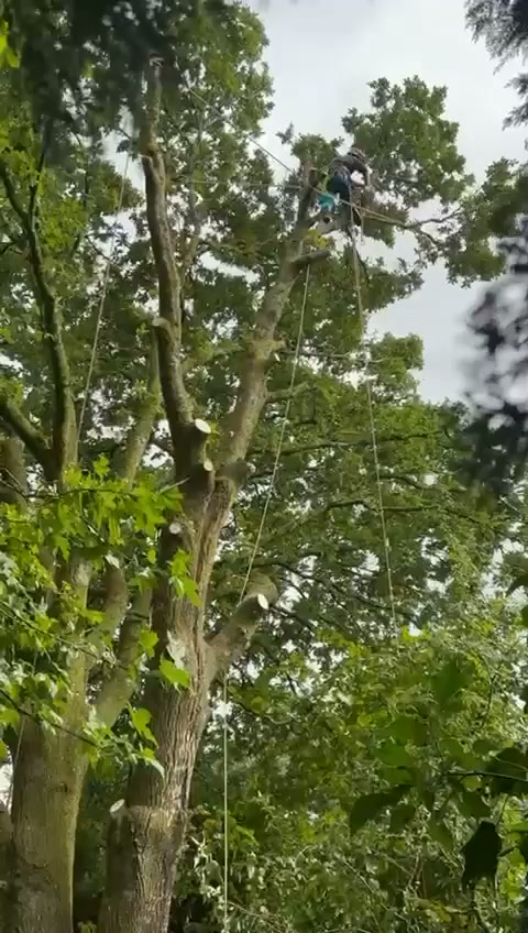 Vale Tree Surgeons LTD