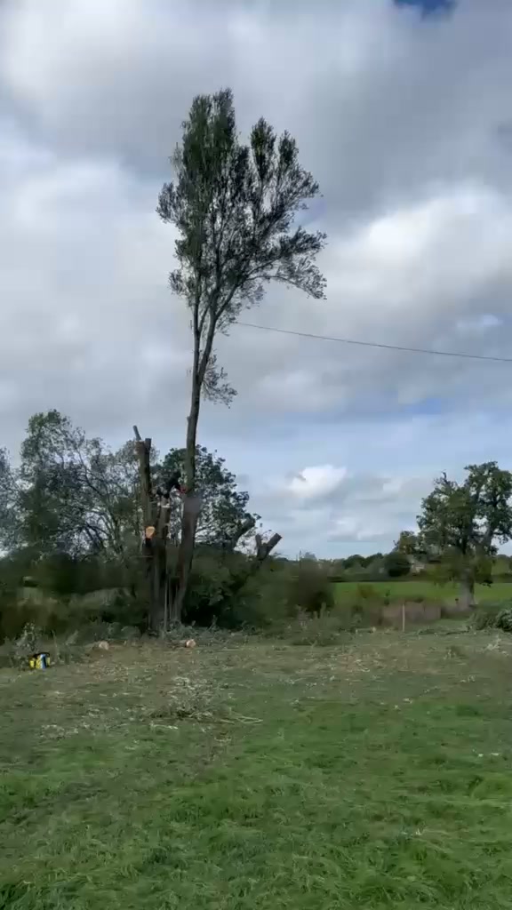 Vale Tree Surgeons LTD