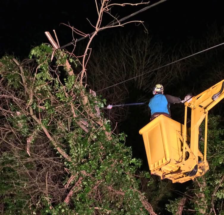 Vale Tree Surgeons LTD