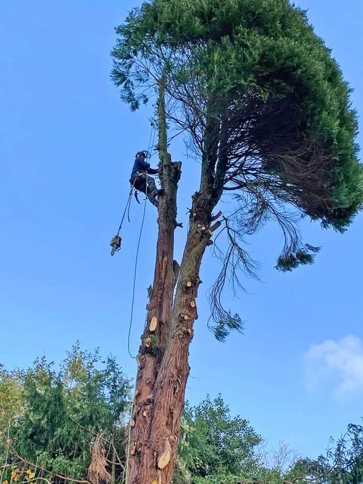 Vale Tree Surgeons LTD