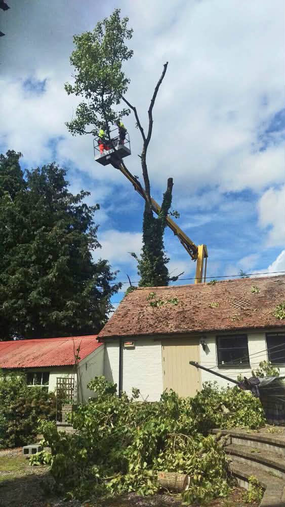 Vale Tree Surgeons LTD