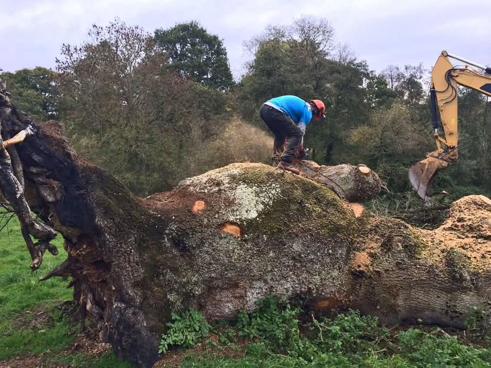Vale Tree Surgeons LTD