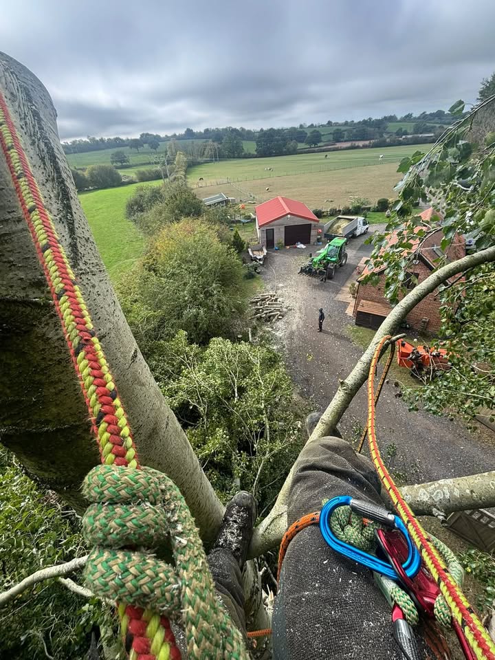 Vale Tree Surgeons LTD