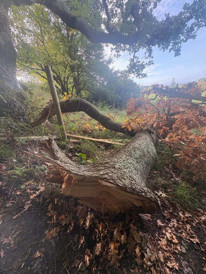 Vale Tree Surgeons LTD