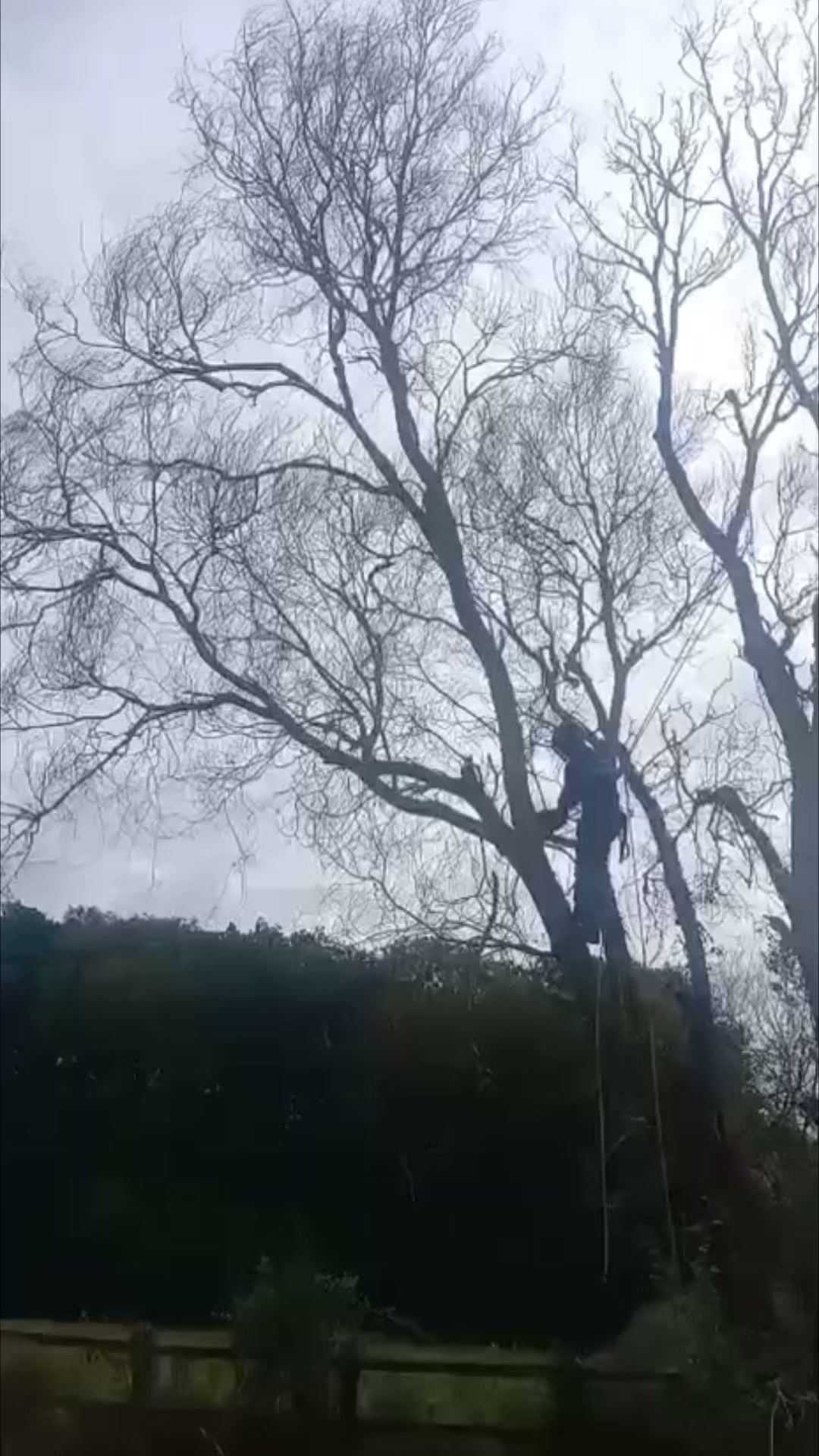 Vale Tree Surgeons LTD
