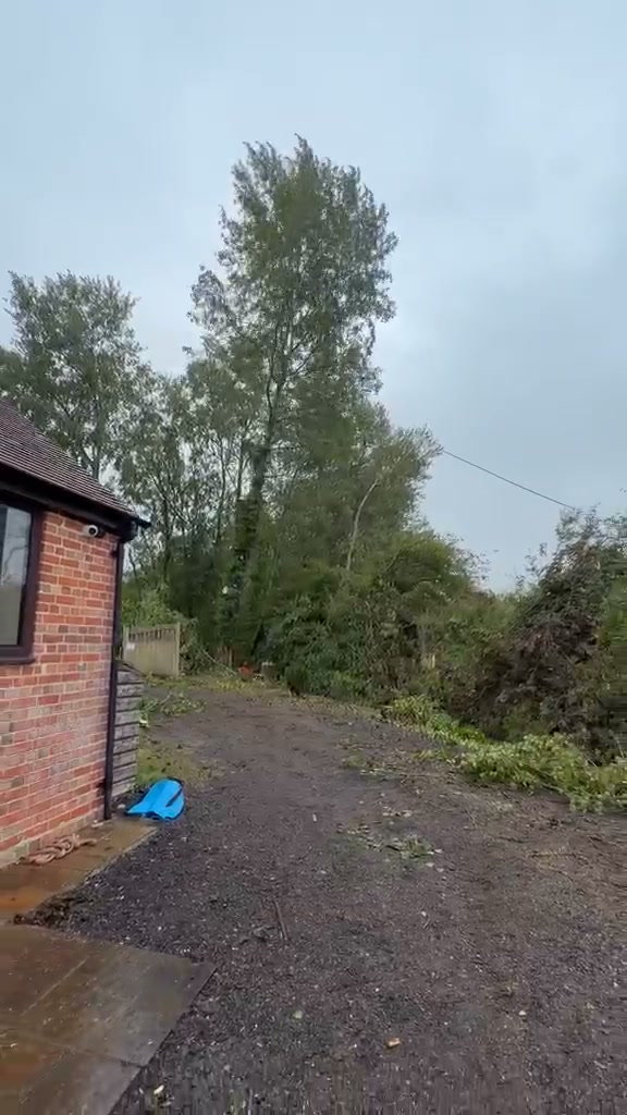 Vale Tree Surgeons LTD