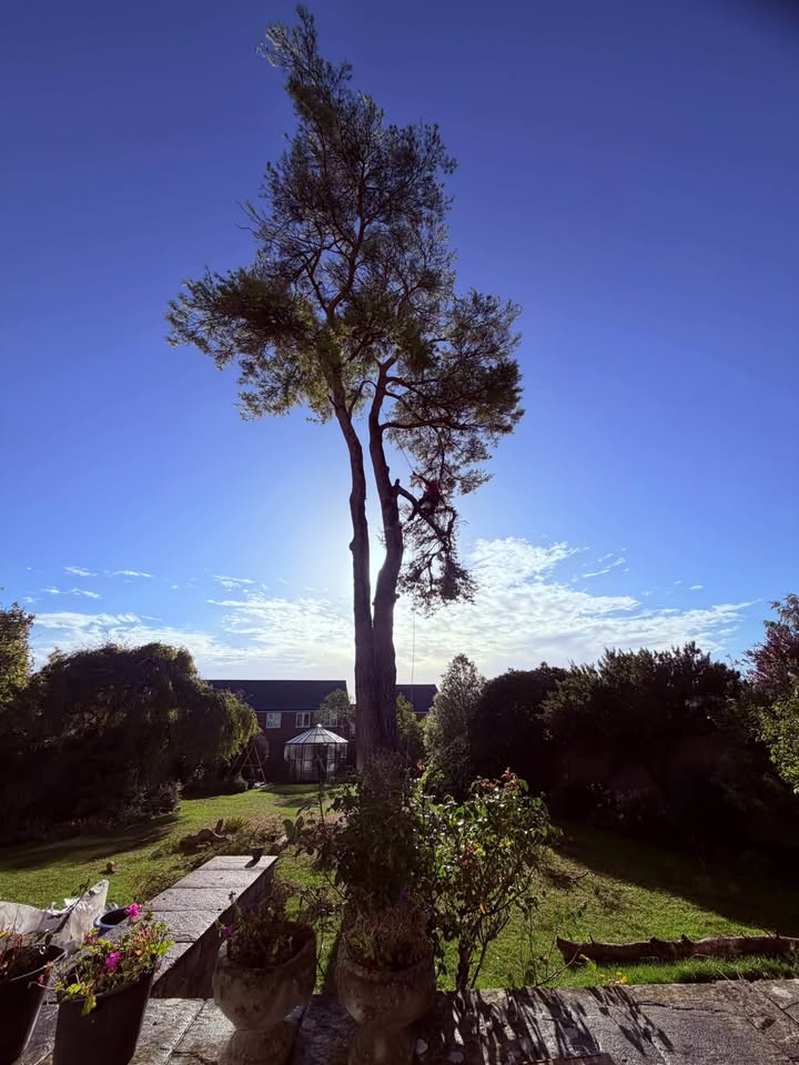 Vale Tree Surgeons LTD