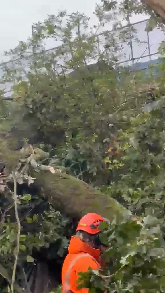 Vale Tree Surgeons LTD