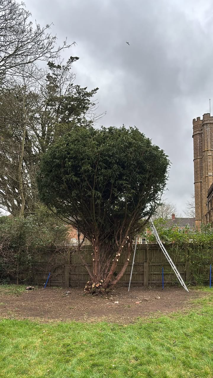 Vale Tree Surgeons LTD