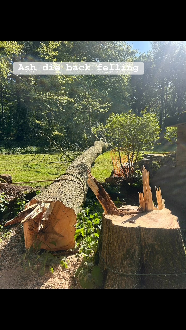 Vale Tree Surgeons LTD