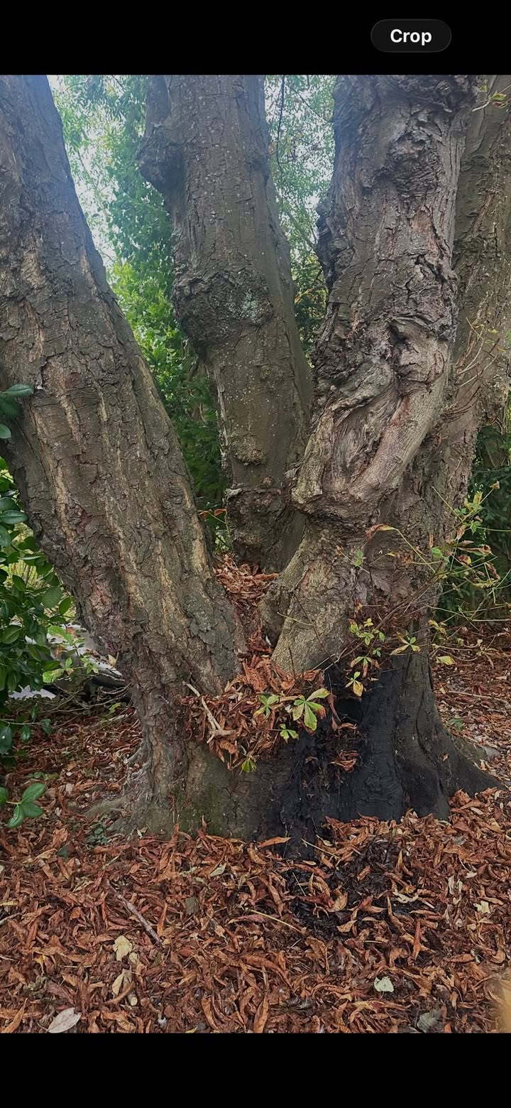 Vale Tree Surgeons LTD
