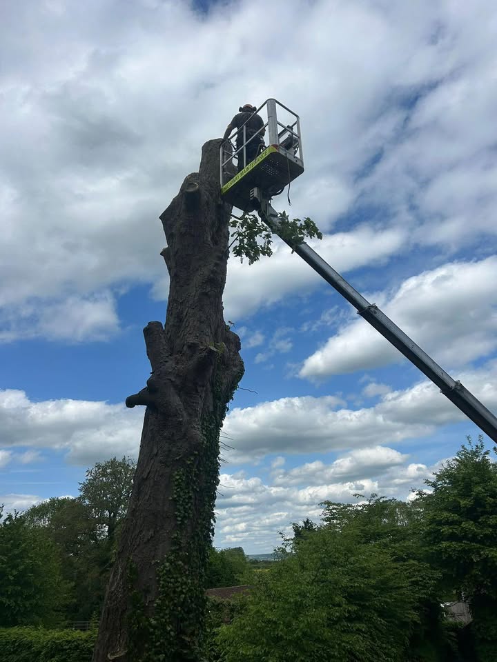 Vale Tree Surgeons LTD